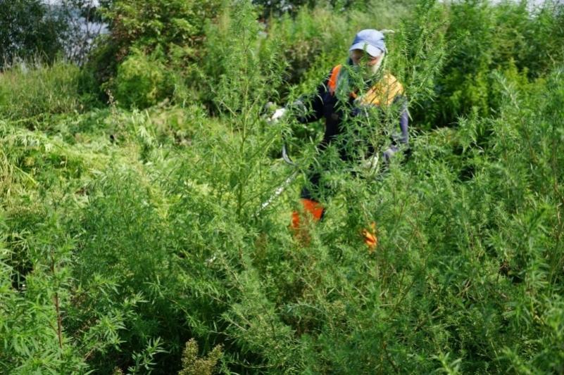 В ходе оперативно-профилактической операции «Мак» в Челябинской области привлекли к ответственности 450 человек 