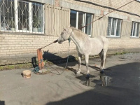 Копейские полицейские вернули законному владельцу похищенного коня