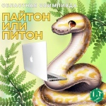 «IT-куб» приглашает школьников на олимпиаду по программированию «Пайтон или Питон»
