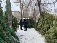 Полицейские Челябинска, Копейска и Кыштыма проверили места торговли хвойными деревьями 