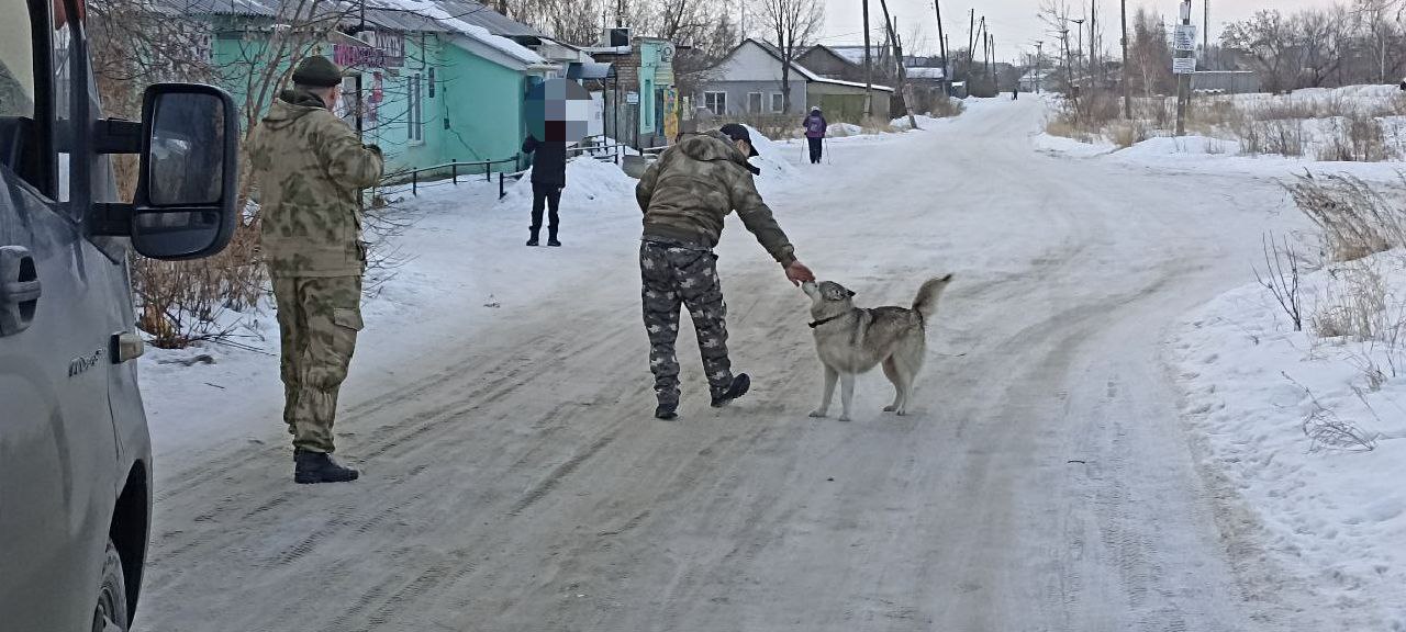 В Копейске продолжается отлов бездомных животных