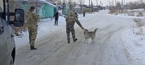 В Копейске продолжается отлов бездомных животных