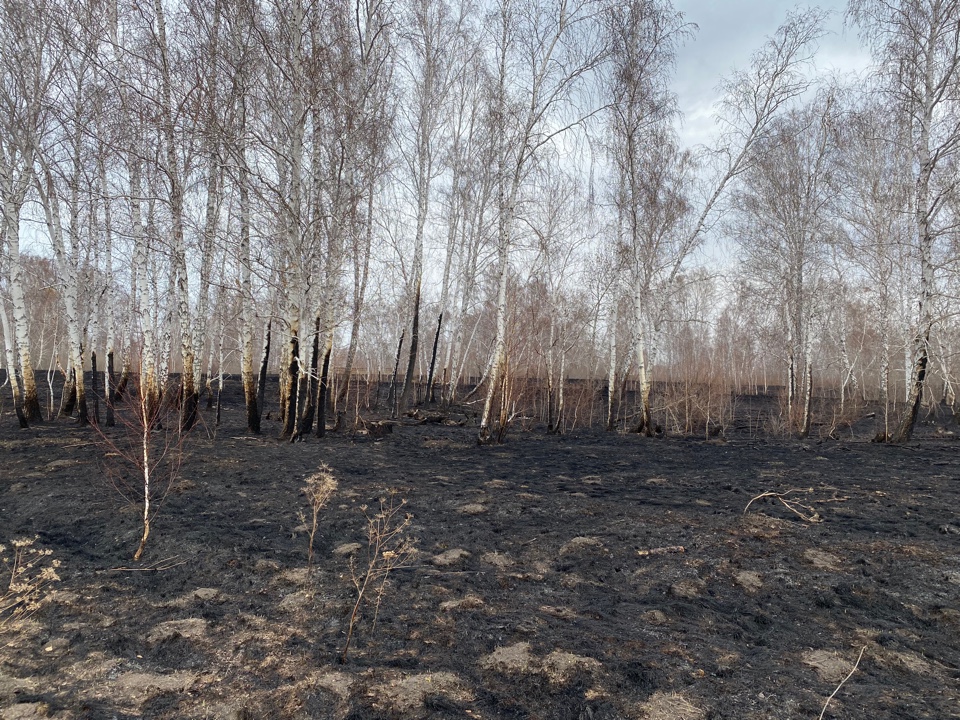 22 мая травы выросло. Выгоревший лес. Горелый лес Пермь. Новый город Горелый лес. Лес рядом.