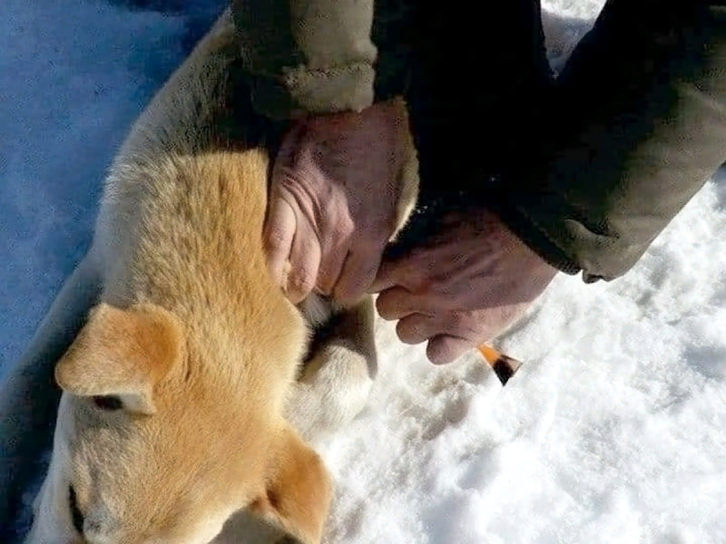 В Копейске ведутся работы по отлову бродячих собак