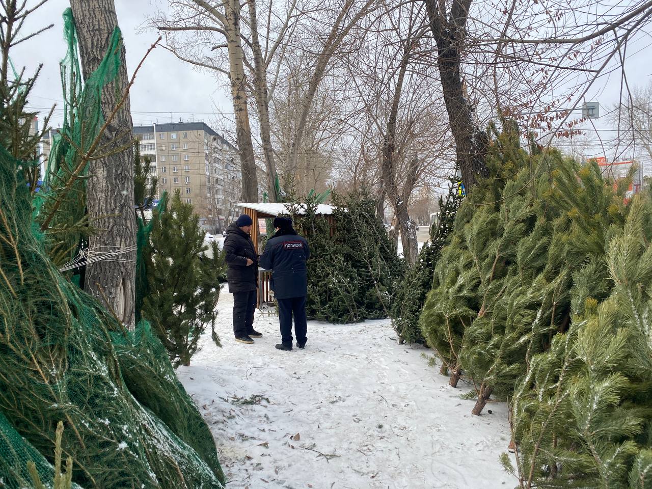 Полицейские Челябинска, Копейска и Кыштыма проверили места торговли хвойными деревьями 