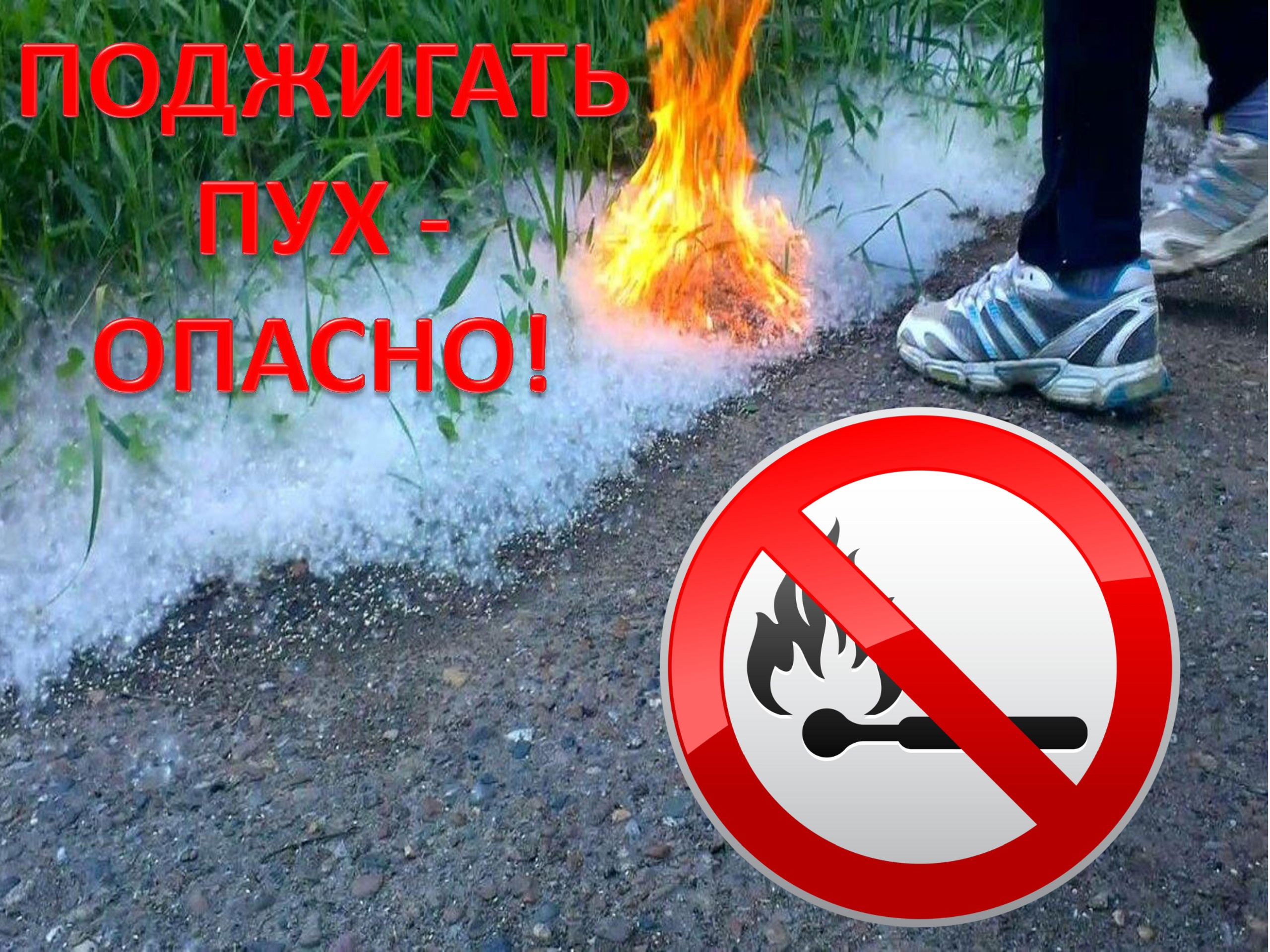 «ОСТОРОЖНО, ТОПОЛИНЫЙ ПУХ!»